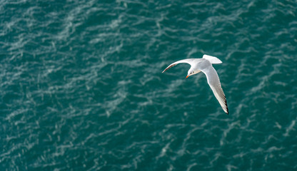 closeup of seagulls during flight