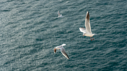 closeup of seagulls during flight