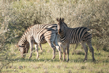 Fototapeta na wymiar Grippe zebras im Hardapgebiet