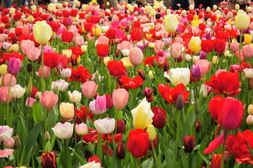 Fototapeta premium colorful tulips in spring