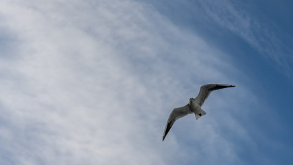 Fototapeta na wymiar closeup of seagulls in the air during flight