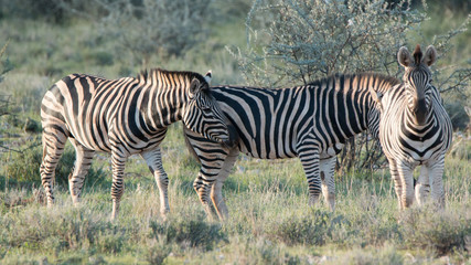Fototapeta na wymiar Gruppe Zebras beim Grasen
