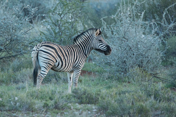 Fototapeta na wymiar zebra im Busch von Namibia 