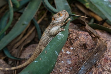 Platou fence lizard (Sceloporus tristichus) in desert on agava leaf