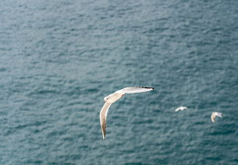Fototapeta na wymiar closeup of seagulls during flight