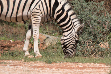 zebra in Namibia 