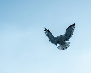 closeup of seagulls during flight in front of vesuv mountain