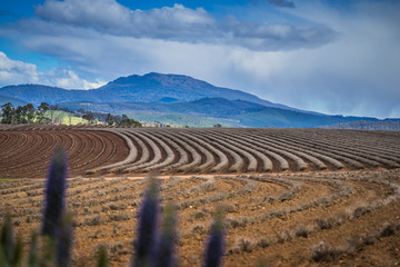 Laven field in fall