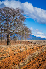 Tree in a field