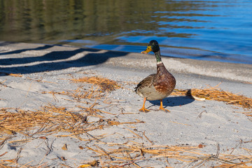 a duck walks along the shore of the lake and holds a stick in its beak
