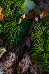 Debris on forest floor