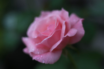 rose soul