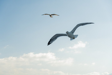 closeup of seagulls during flight in front of vesuv mountain