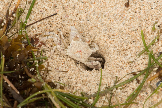 Strandkrabbe auf dem Weg in ihr Versteck