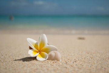 Fototapeta na wymiar Plumeria Flower with shell of a snail on the beach