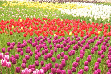 colorful tulips in spring