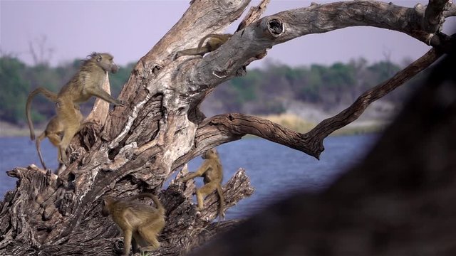 Baboons Family play and jump close to River Bank,Africa Slow motion Shot of Baboons Family play and jump close to River Bank, Chobe National Park, Zimbabwe