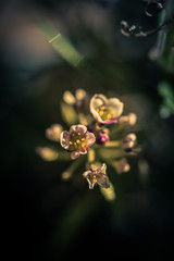 Classic flower for that special someone