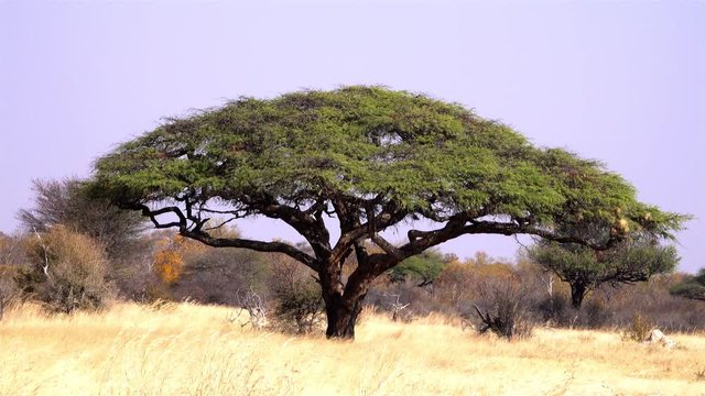 Acacia tree in Africa Daylight shot of Acacia tree, Hwange National Park, Zimbabwe