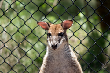 this is a close up of an agile wallaby