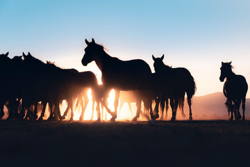 low angle view of horse in sunset. horses legs in row