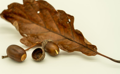 oak leaves and acorns