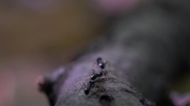 Ants go down tree through very shallow depth of field - (4K)