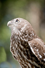 this is a close up of a barking owl