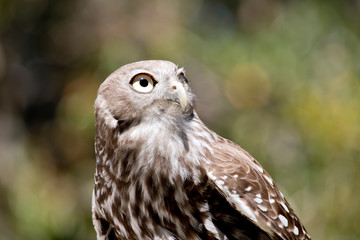 this is a close up of a barking owl
