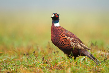 Ringneck Pheasant (Phasianus colchicus) male
