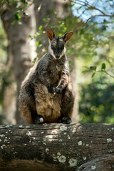 this is a close up of a brush tailed wallaby