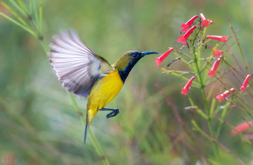 Olive-backed Sunbird (Cinnyris jugularis) male hovering at flower