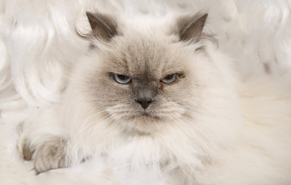 face of white bad cat