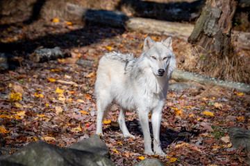 An arctic wolf staring into the distance at the rest of her pack on an Autumn day