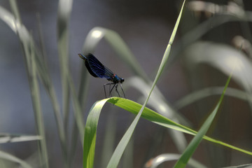 schwarze Libelle