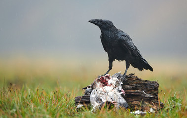 Raven on dead pigeon (corvus corax)
