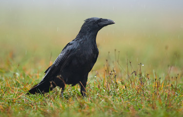 Raven (Corvus corax) close up
