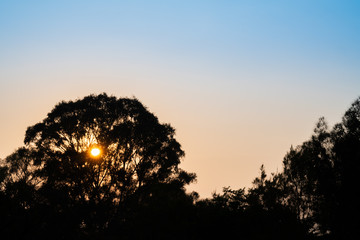 Sun bursts through high branches of eucaylptus tree against background orange sky