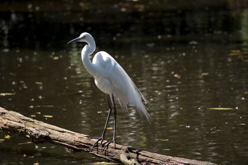 this is a side view of a great egret