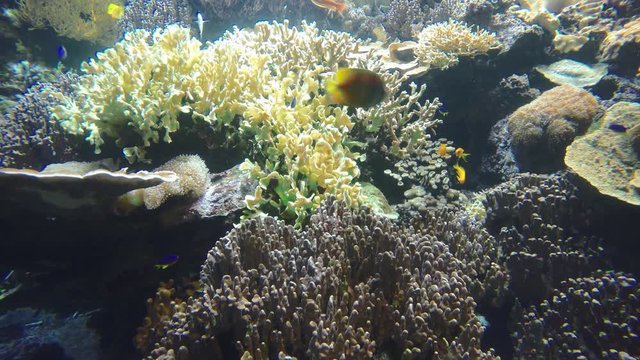 Korallen mit Fischarten aus dem Indischen Ozean bei den Mavediven
