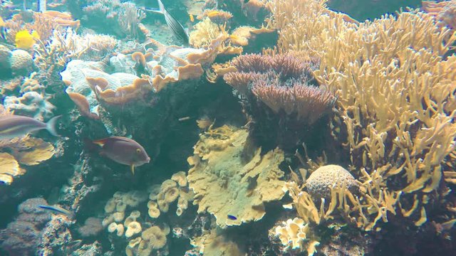 Korallen mit Fischarten aus dem Indischen Ozean bei den Mavediven
