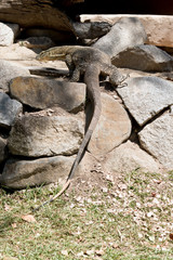 the lace monitor lizard is climbing up the rocks