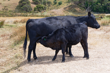 Time for a drink, a calf is drinking milk off its mother