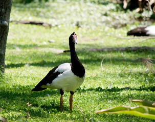 the magpie goose is walking through the field