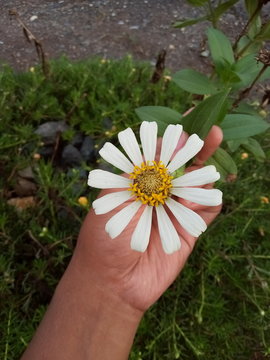 flower in a hand whrite collor