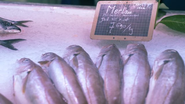 group of fresh hakes lying on the ice at the fish market.fresh fish, health
