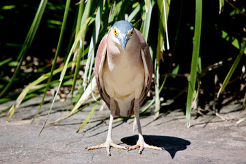 this is a close up of a nankeen night heron