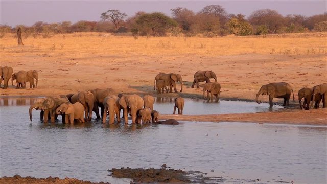 African Elephant Herd in water hole, Hwange National Park, Zimbabwe