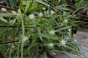 Wijayakusuma Flowers