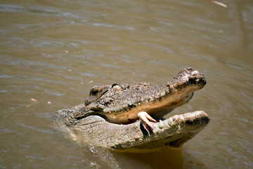 this a close up of a salt water crocodile eating a chicken
